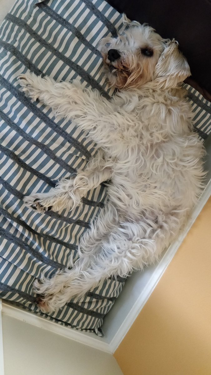 2DogsCandies's tweet photo. Cookie https://t.co/c3kNjl0Hh1