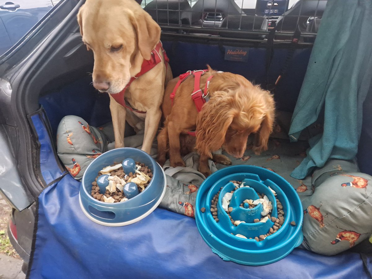 jambof3tornado's tweet photo. Me n Maple has participated in #NationalFishAndChips day!! Dad had some too and mum had haggis!! https://t.co/dOkdCMTbuF