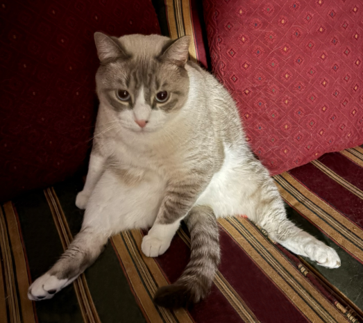 RebelCatTV's tweet photo. @heelvsbabyface Obi will take some treats https://t.co/8jlL8kPE5r