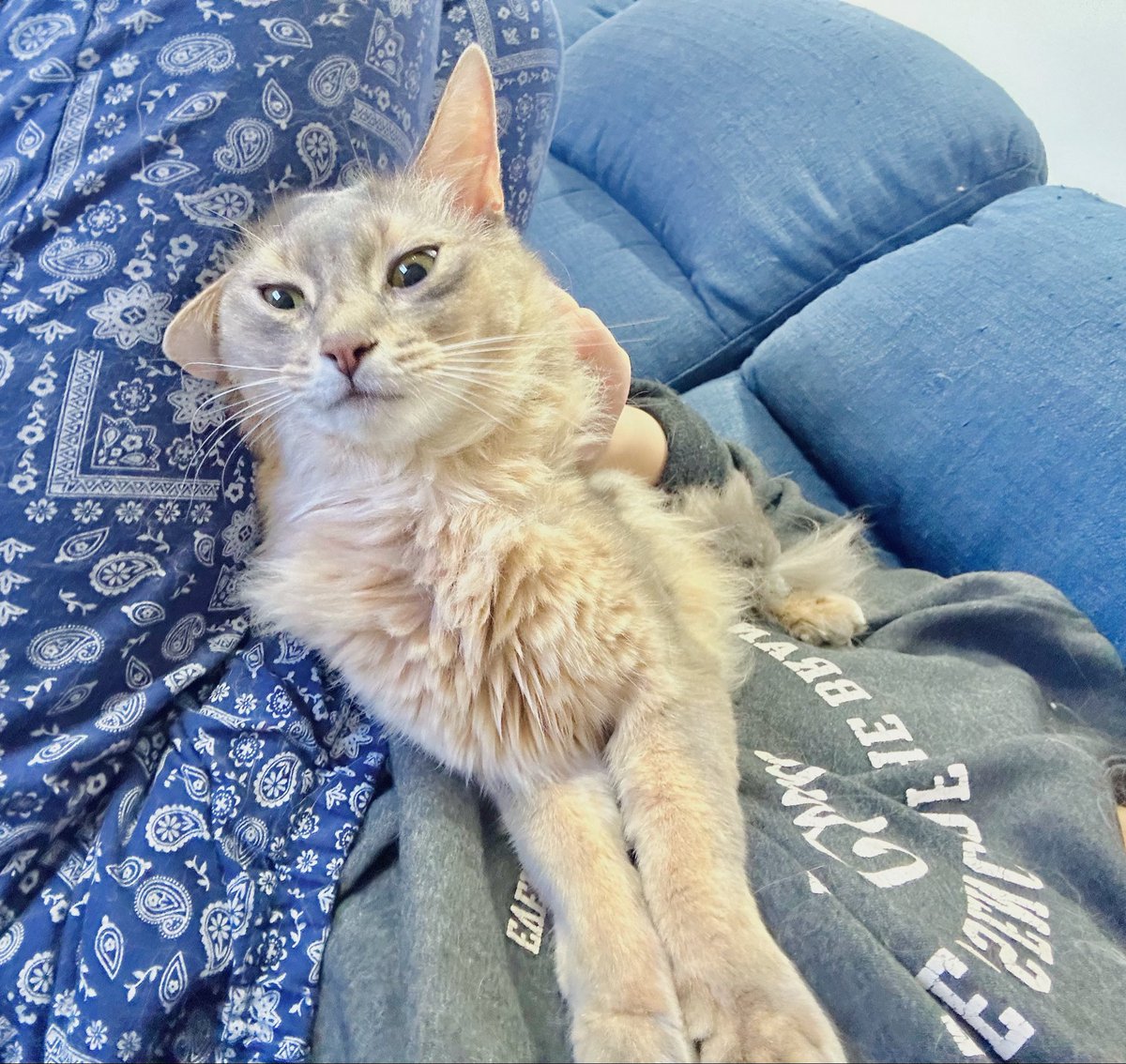 yurutin_buri's tweet photo. ねこぷ https://t.co/AN44D5AZPS