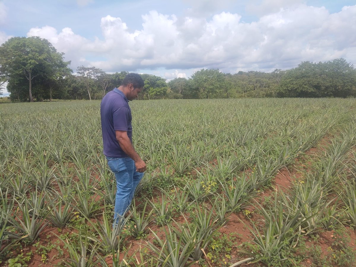 ISA_PMA's tweet photo. El Instituto de Seguro Agropecuario aseguró 2.5 hectáreas de cultivos de piña que se producen en la comunidad de Cerro Cama, corregimiento de Amador, distrito de La Chorrera, y que serán destinados para el consumo local. 🍍 https://t.co/oHHb4WDMwW