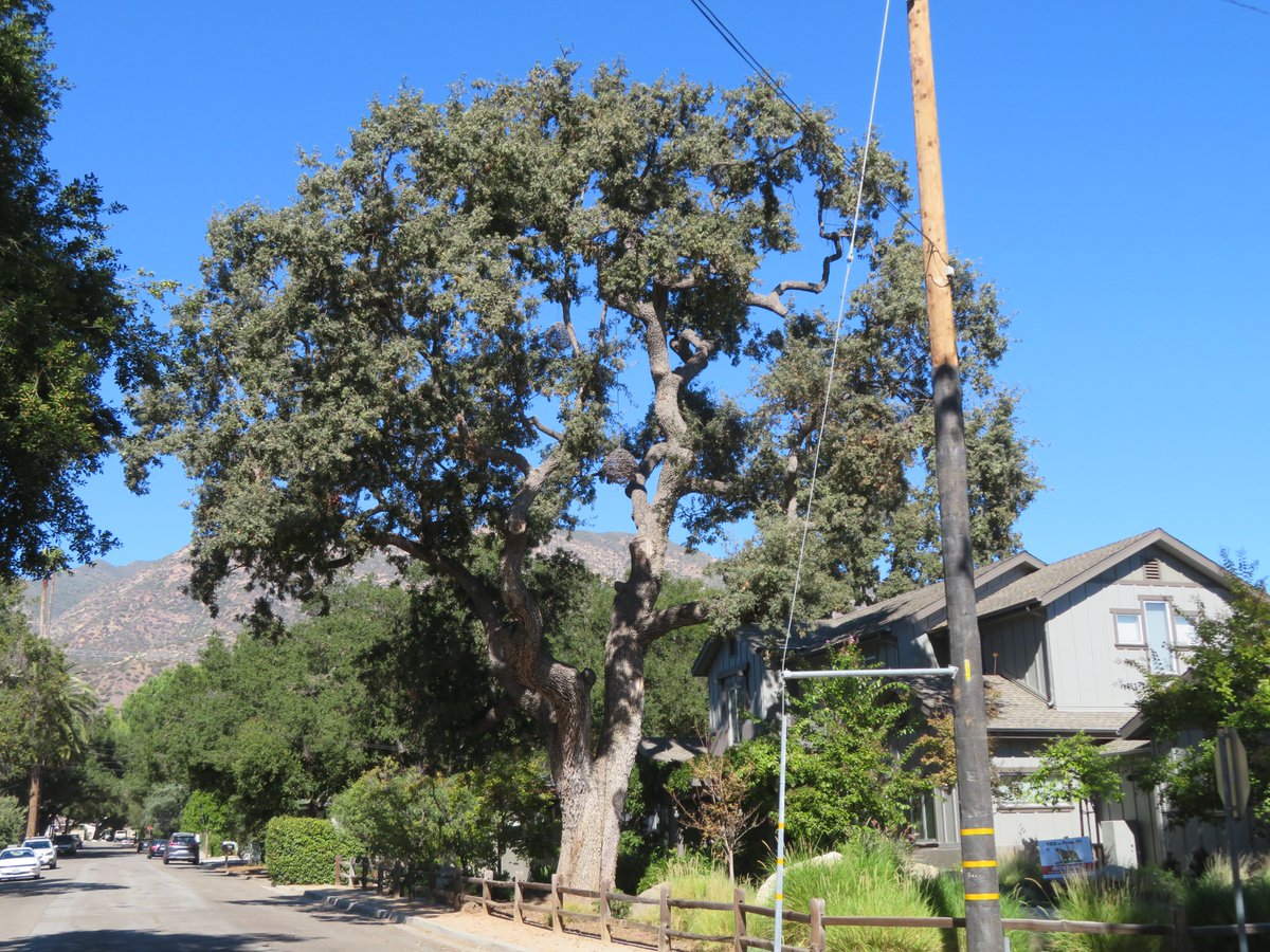 OVN's tweet photo. Ojai City Council continues to work out kinks in tree ordinance | https://t.co/Xxzbe8Ar1R https://t.co/Vau8domzl8
