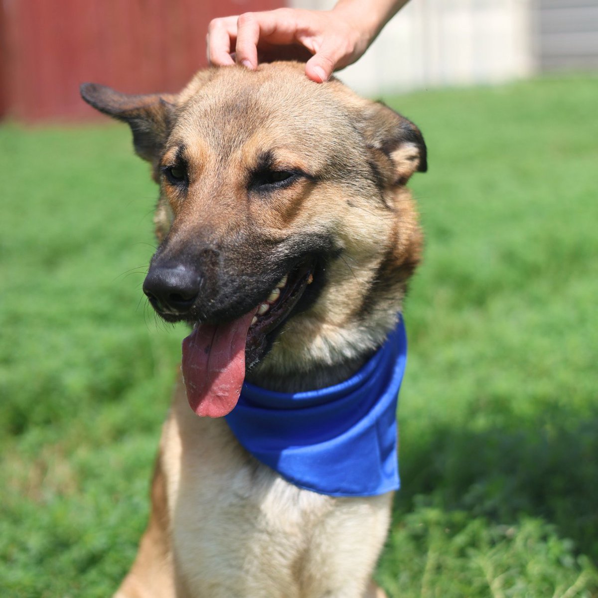 Jazzstew34's tweet photo. 🚨 URGENT — SAN ANTONIO ACS — Sweet boy LEO #A808824 🥰 IS ON THE KILL LIST & needs a HOLD by 10:30 AM CT Saturday (06/06/2026)! 🐾❤️

This handsome 2-year-old Black/Tan German Shepherd blend has been at the shelter for 16 days. Leo arrived after being picked up by Animal Control and was initially unable to stand (possible nerve trauma). He has made progress and is now walking well on leash, eating, and showing sociability with handlers — greeting with a loose body and wagging tail. He’s easy to leash and walk outside, and he clearly enjoys affection. 🐶❤️

Because of his medical history, Leo has had limited dog-to-dog interaction so far. He would do best in a calm, patient home (ideally with medical foster experience) that can continue supporting his recovery and give him time to fully heal. This sweet boy has already shown how resilient he is — he just needs someone willing to help him finish his journey to a full, happy life.

**Profile:** https://t.co/2UnuQRWKyU

San Antonio Animal Care Services (ACS)  
4710 TX-151, San Antonio, TX 78227  
Call: (210) 207-4738 — mention #A808824 and ask for a HOLD by 10:30 AM CT Saturday!

Official ACS Capacity Euthanasia List (updates every 15 minutes)  
https://t.co/pSeY00giWo

Full details & ways to help LEO:

❤️ Adoptions: acsadoptions@sanantonio.gov  
❤️ Rescue / Foster: acsrescue-foster@sanantonio.gov  
Out-of-State: acscustomerservice@sanantonio.gov

🌎 Rescues & Transport:

**Paws Saving Paws**  
Email: Jaradh@pawssavingpaws.org  
Phone: (954) 802-0701  
Website: https://t.co/LZ5kDmglAd

**Rescue A Death-row Doggie (RADD)**  
Email: raddrescue1@gmail.com  
Phone: (413) 668-7361

**Save Texas K9s**  
Email: info@savetexask9s.org  
Phone: (940) 581-0765  
Website: https://t.co/bd3p5AiqH5

🐾 Local San Antonio Rescues (Please tag!):  
San Antonio Pets Alive! (SAPA) — @sapetsalive  
Animal Defense League of Texas (ADL) — @ADLofTX  
San Antonio Humane Society — @sahumane  
@pawssavingpaws

**🔁 Reposters & Boosters (Please share!):**  
@sapetsalive @ADLofTX @sahumane @SNIPSA1 @SGDRSA @TXSweeties @TexasDogRescue @GodsDogsRescue @_taysmyoxygen1d @sricephotograph @KellyG581976179 @marshagcoogan @RealPaulMueller @pups_in_need @dragonfruitxyz @plumerias78727 @Jazzstew34 @spurs @SanAntonioFC @ksatnews @KENS5 @FOXSA @UTSARoadrunners @SA_Missions @CarsCoffeeSA @sacornerstone

❤️ Pledges for medical care, transport, or foster are greatly appreciated — please comment below!

Every share helps save a life! 🐾❤️

Please share — Leo has already made so much progress after a rough start. He deserves a calm home to finish healing! 🐾❤️🥰  
#SanAntonioACS #SaveLeo #GermanShepherdMix #MedicalFoster #AdoptDontShop #TexasRescue #FostersSaveLives #SanAntonioDogs