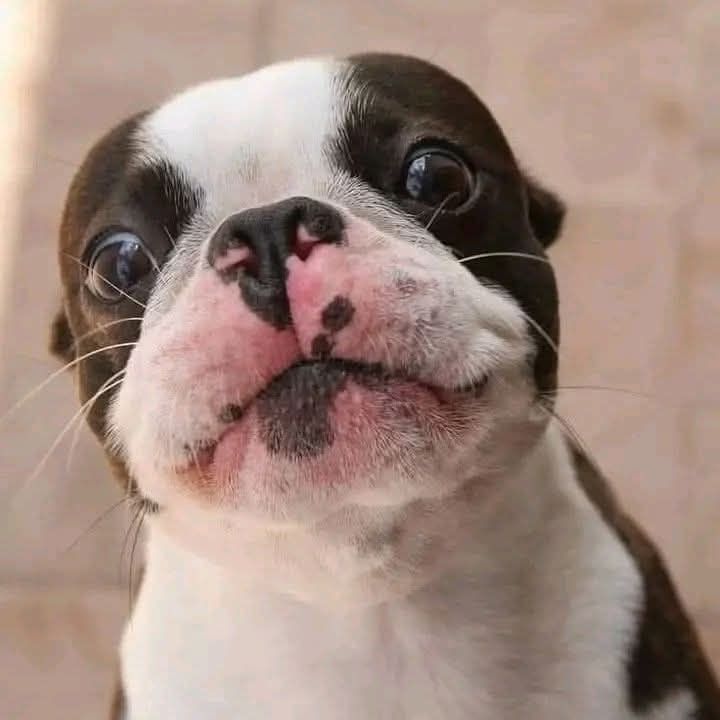 bterrierdogs's tweet photo. I'm not a seal. I am Doctor Bruce from Philippines https://t.co/rfsCOeE3IZ