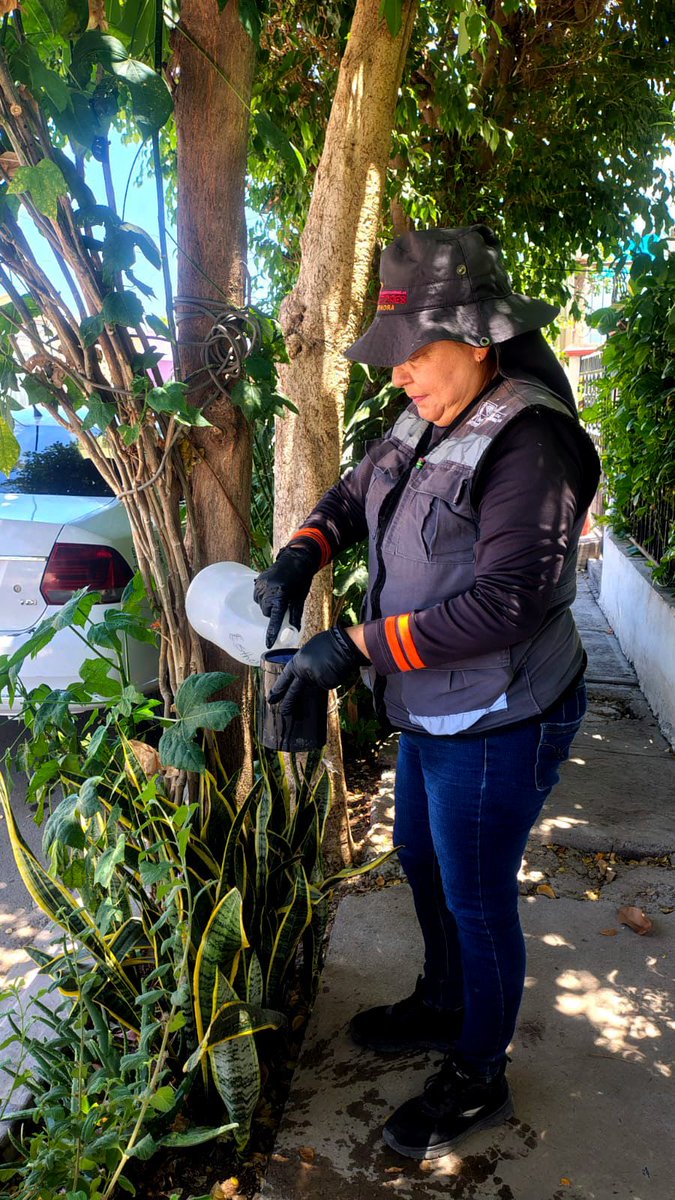 ssaludsonora's tweet photo. 🦟 Personal de Salud realizó el monitoreo de ovitrampas en colonias de Ciudad Obregón para fortalecer la vigilancia del mosquito transmisor del dengue.

@gobiernosonora, encabezado por el gobernador @AlfonsoDurazo.

#SaludSonora #PrevenciónEsSalud https://t.co/RjclGRoAOp