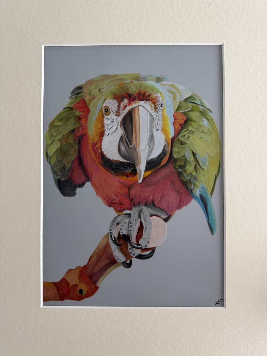 Karen17512354's tweet photo. Catalina Macaw coloured pencil art drawing. https://t.co/DYJMxs1pm6
