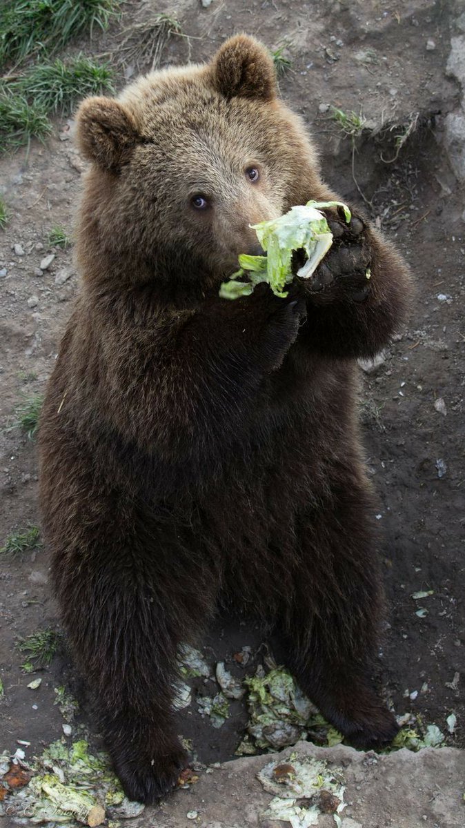 Animalking365's tweet photo. Do you want to give something to Bear?
Yes / No https://t.co/kfG9nPy1rR