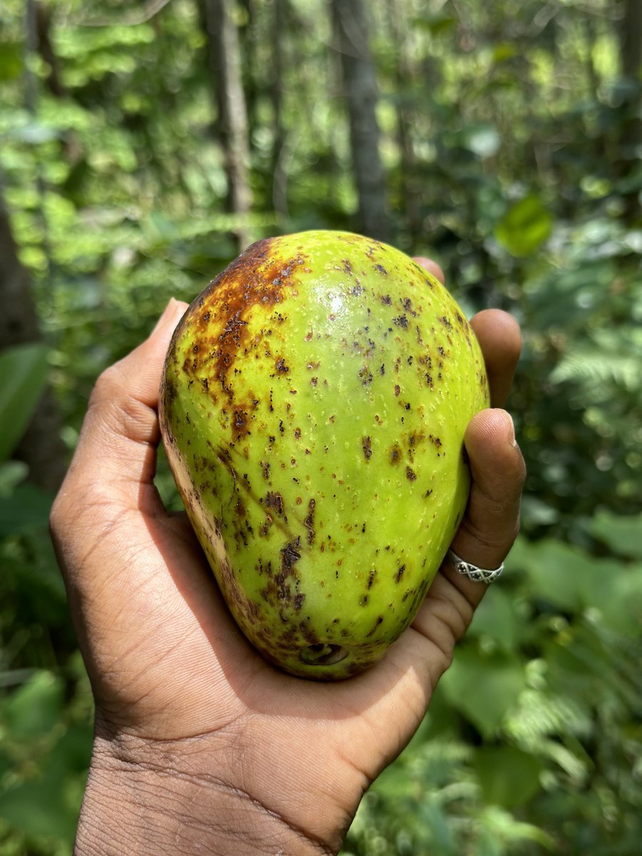 imerm_jr's tweet photo. took this picture 3 years ago at my father’s farm in Mambilla. https://t.co/A4vCMaslsH