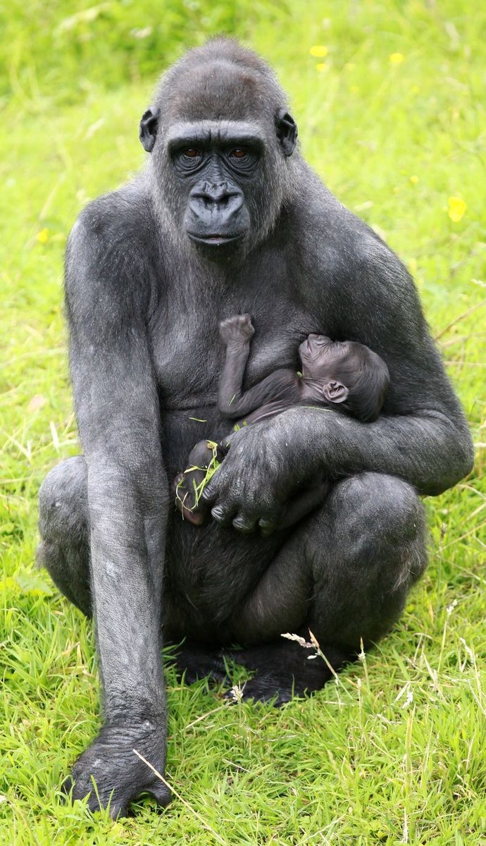 Gorilla 🦍 tweet media