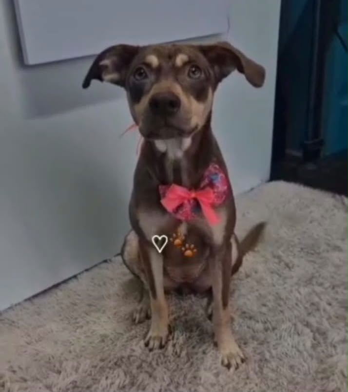 billiemarley's tweet photo. Hola, les presento a Chloe, ella es una bebé de 6 meses castrada, muy amorosa y juguetona que está en adopción responsable. 💗

Chloe necesita un hogar temporal o definitivo ANTES DE ESTE FIN DE SEMANA para no terminar de vuelta en la calle!!! Se agradece el RT!!! https://t.co/A0Ock9dz5i