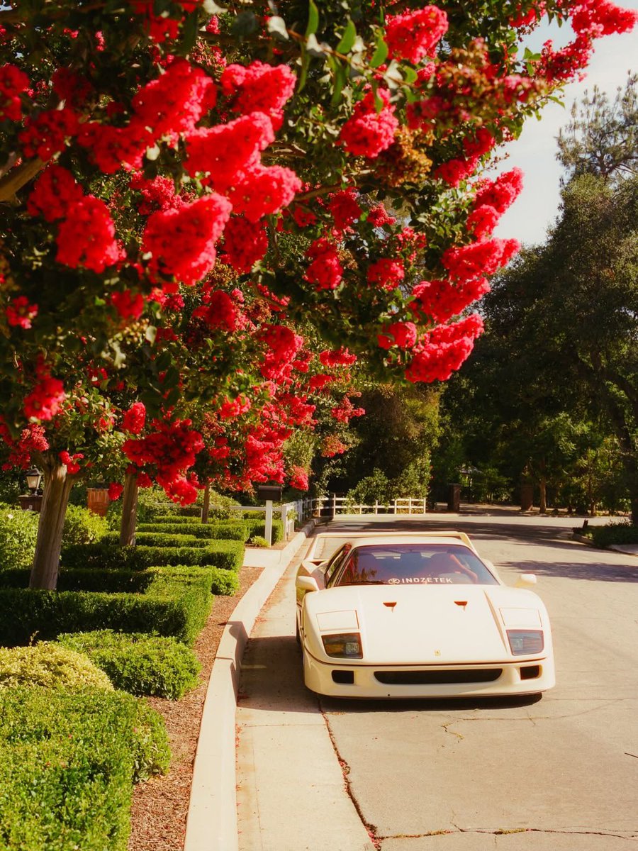rpmculture's tweet photo. blooming F40 🌺 https://t.co/AxsWe8R1Na