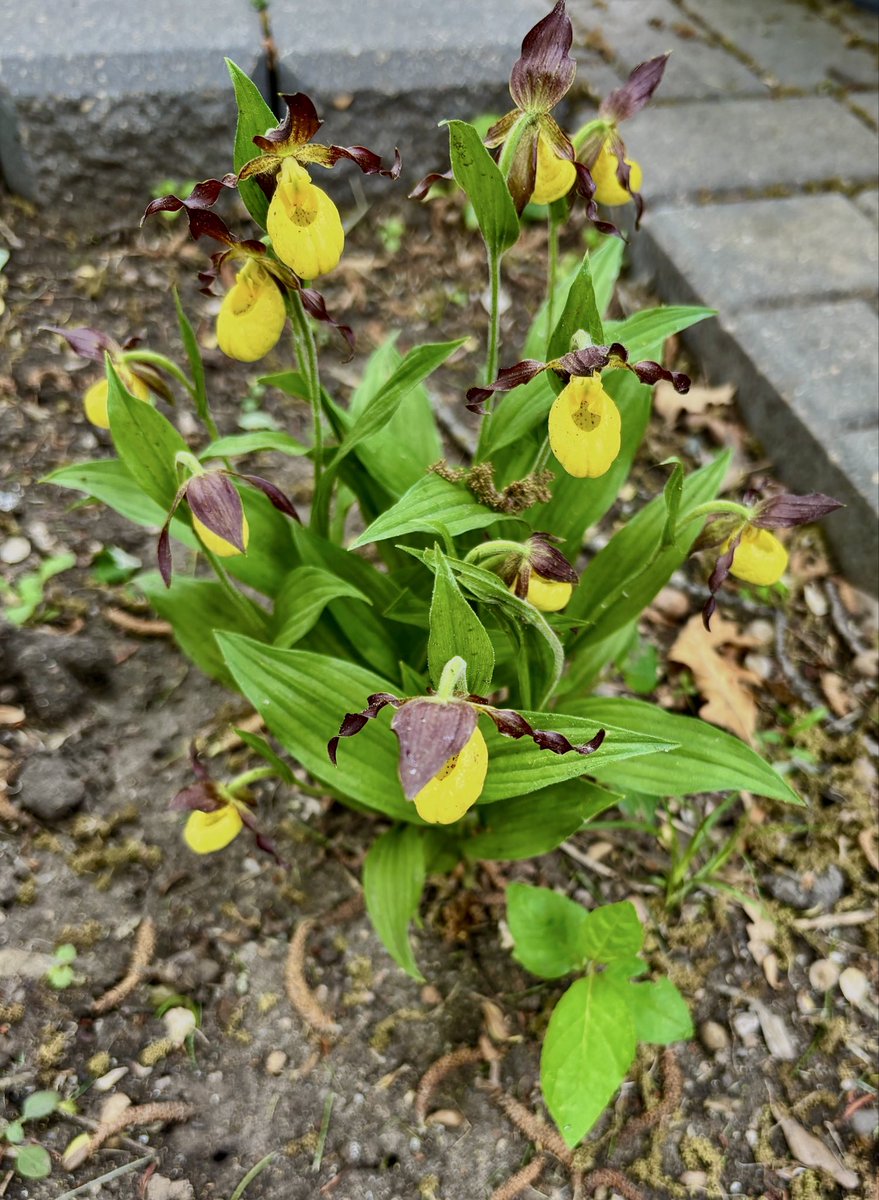 PROUDSKCitizen2's tweet photo. First of 5 clumps in full bloom https://t.co/it8Jx1frQf