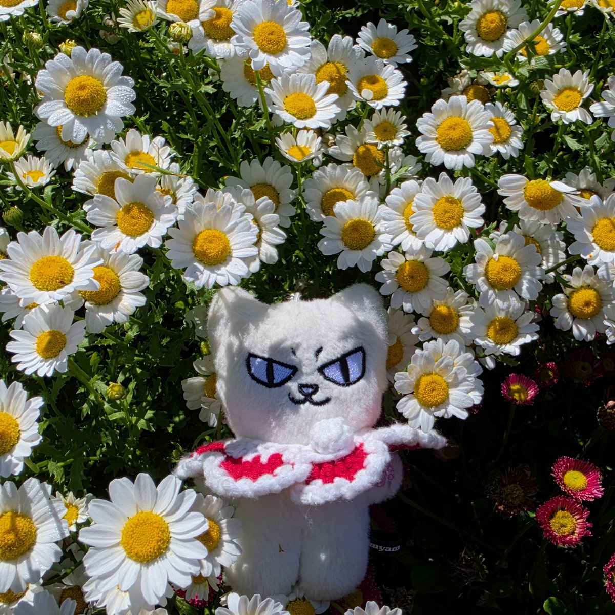 MyhappyNFHun's tweet photo. 260606 #태안국제원예치유박람회

다들 부산 가실 때
치유박람회에서 먐이랑
부서진 마음 치유 중

#NFlying #엔플라잉 #환절기 #In_Between_Seasons #부서진_마음_수거함 https://t.co/rPyVxxJWF0