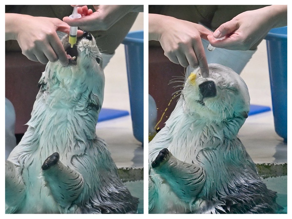 onecou's tweet photo. 2026-05

危機察知能力が高すぎるが故のハプニング

#ラッコのメイちゃん
#鳥羽水族館
#ラッコ https://t.co/lZ992LfYPI