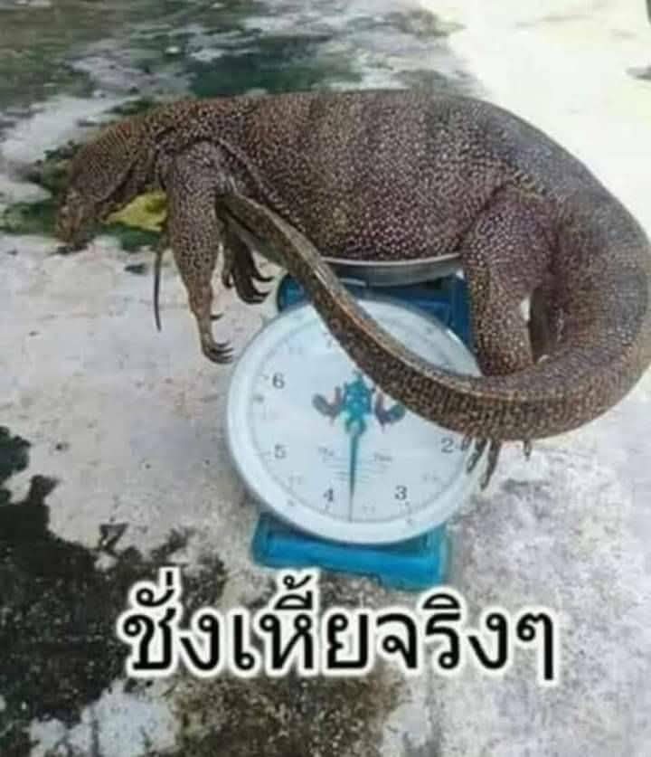 SoicatTalk's tweet photo. ใครมันคิดตัดสิทธิ์คนแก่ว่ะ ลูกๆดูแลพ่อแม่ รัฐให้สิทธิ์ลดหย่อนภาษี นี่มันส่งเสริมสถาบันครอบครัว ใครยื่นแล้วไม่ดูแลก็ไปสำรวจซิ มาตัดสิทธิ์แบบหว่านแห  ทำงานกระจอกแบบนี้ เปลืองภาษีกู ถ้าไม่แก้ไขบอกเลย ไม่เลือกทั้งบ้าน #ปลัดกระทรงการคลัง #บัตรสวัสดิการแห่งรัฐ https://t.co/G7zhwYRHuW
