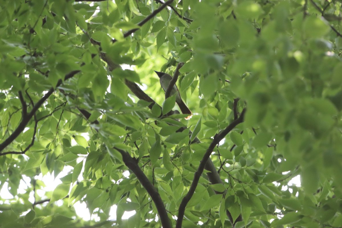 birder_s's tweet photo. 市民の森でサンコウチョウのメス　#大阪城野鳥 https://t.co/TjJGFGPa7i