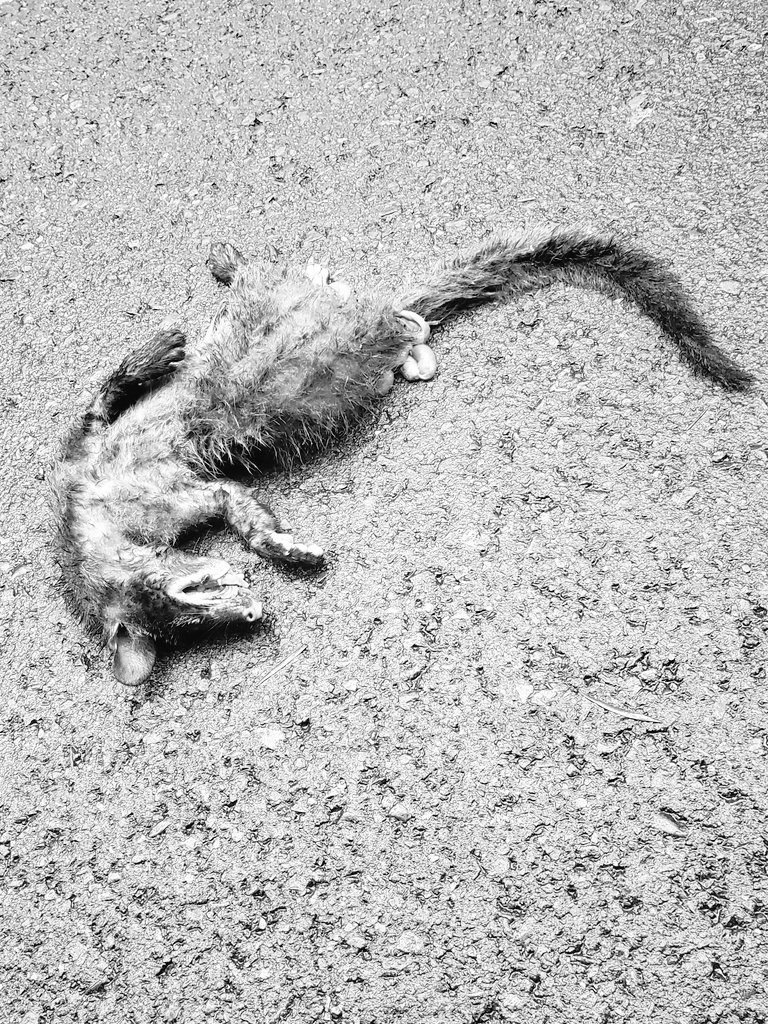 GG04528039's tweet photo. 路上又看到被路殺ㄉ小動物
不知道這是什麼...
志工快遲到ㄌ
加上我也不知道上次ㄉ禮儀公司接不接這種動物
想了想
我只有簡單的拿樹枝把牠叉去路旁...
不然在路中
我怕到時候又被其它車子給碾過去...
不知道是哪個王八蛋開這麼快
依照牠的受損程度
我估計車子的時速不會小於70...
內臟全部從肛門跑出來 https://t.co/fTFoPAdXI0