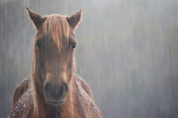 GDPixelUser's tweet photo. @naneunvin The horse https://t.co/nHRgqvc51k