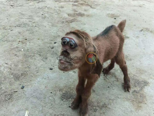 Macroevo's tweet photo. @zeroinputag Here's another goat human born earlier that same year, in Egypt. Quite different looking. Also more viable. https://t.co/hwZyVp3KHt