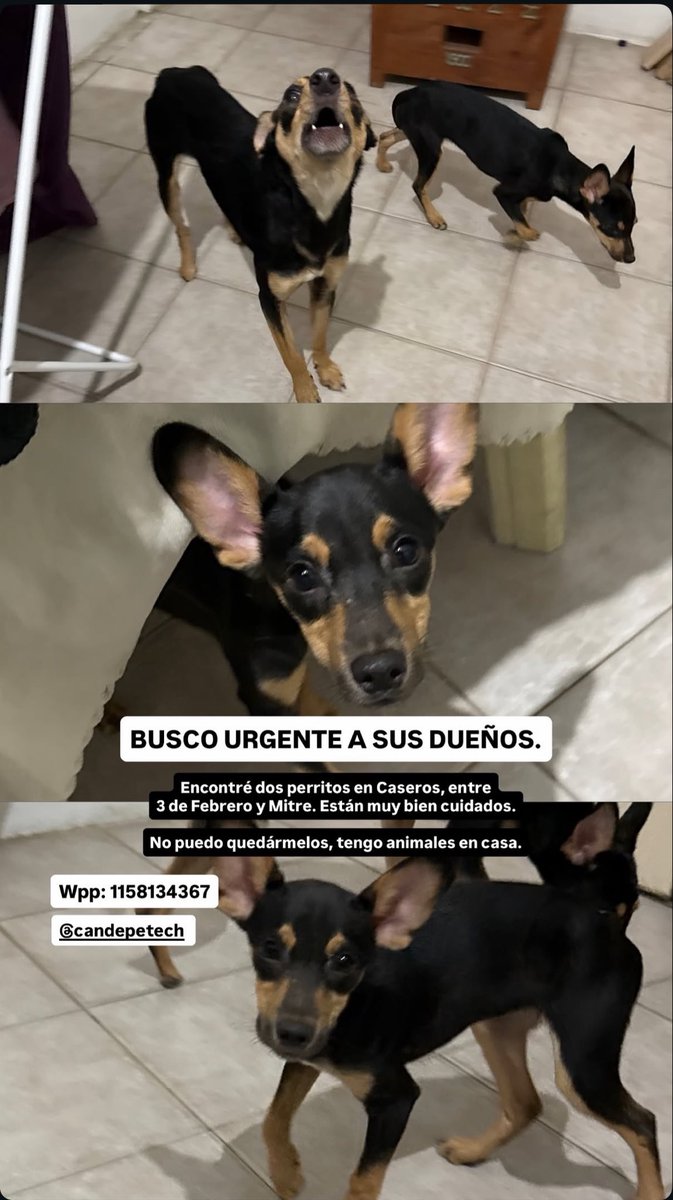 beerwithlouis's tweet photo. mi amiga encontró estos dos perritos en CASEROS (3 de febrero y mitre) y no los puede tener tanto porque tiene animales en la casa, se nota que tienen dueños porque están muy muy cuidados. 
por favor si saben algo, en la foto esta el celular/ig

perro perdido caseros https://t.co/5lWoyzWKLZ