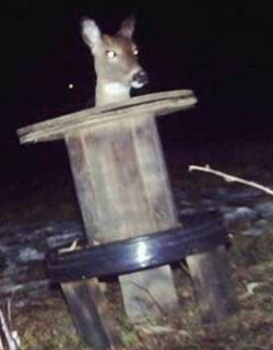GarthVolstin's tweet photo. @deershouldnt The skibideer... https://t.co/VfQKpCyJRW