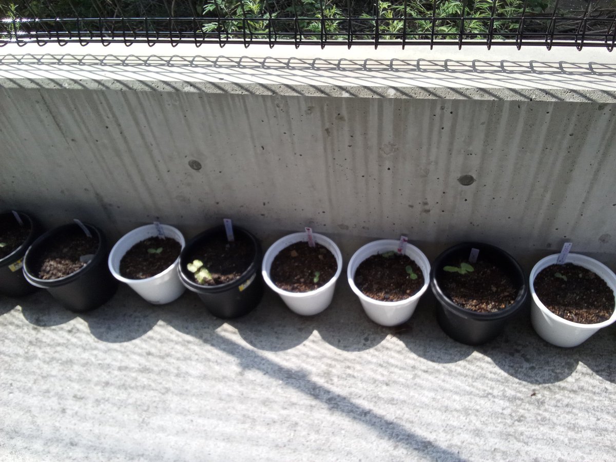 ONGAmirai's tweet photo. どんどん新しい芽が出ています🌱✨
葉っぱも日に日に大きくなってきました☺️
遊んだ後はぜひ見ていってくださいね🎶 https://t.co/DtjIEkypvs