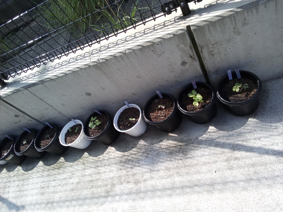 ONGAmirai's tweet photo. どんどん新しい芽が出ています🌱✨
葉っぱも日に日に大きくなってきました☺️
遊んだ後はぜひ見ていってくださいね🎶 https://t.co/DtjIEkypvs