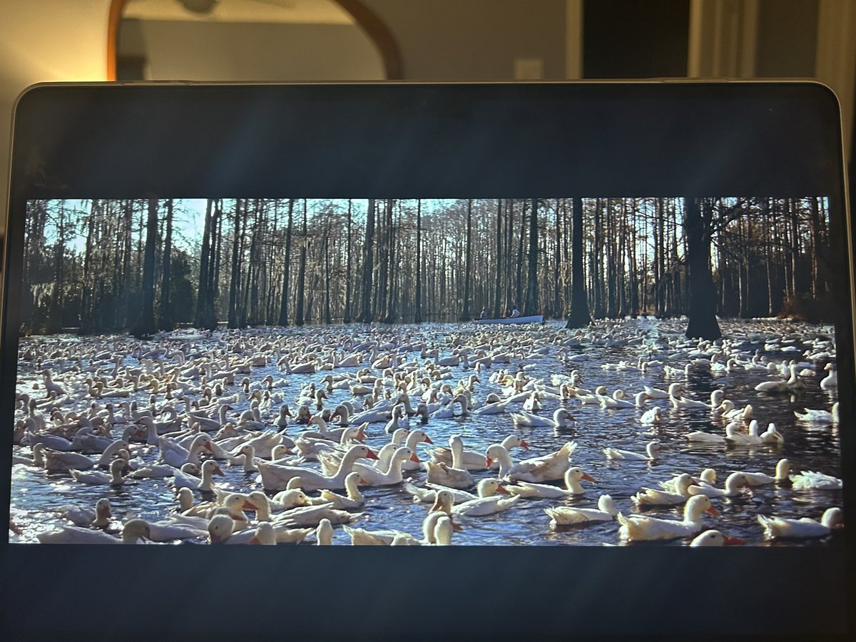 TemmieMew's tweet photo. this many feral domestic geese is kind of concerning ecologically https://t.co/zmqc2wu79i