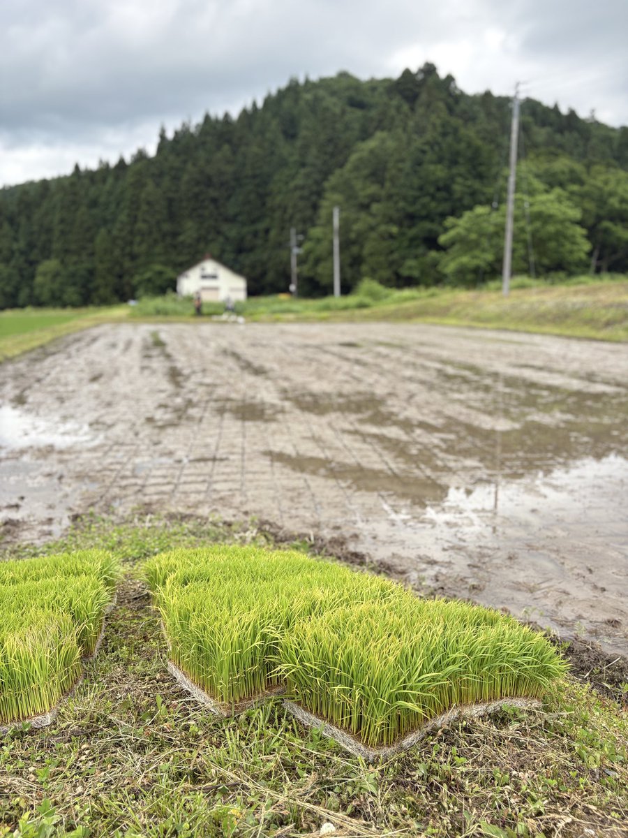 hakkaisan1922's tweet photo. おはようございます！ 本日は「魚沼の里 田植え体験」当日🌾✨
のどかな空気の中、参加者の皆さまをお迎えする準備が整いました。
きれいに並んだ緑の苗たちが、植えられるのを待ってまっています✨
今日1日、魚沼の自然を全身で楽しんでいきましょう☺️

＃今日のHakkaisan ＃魚沼の里 ＃田植え体験 https://t.co/OIygboyu8q