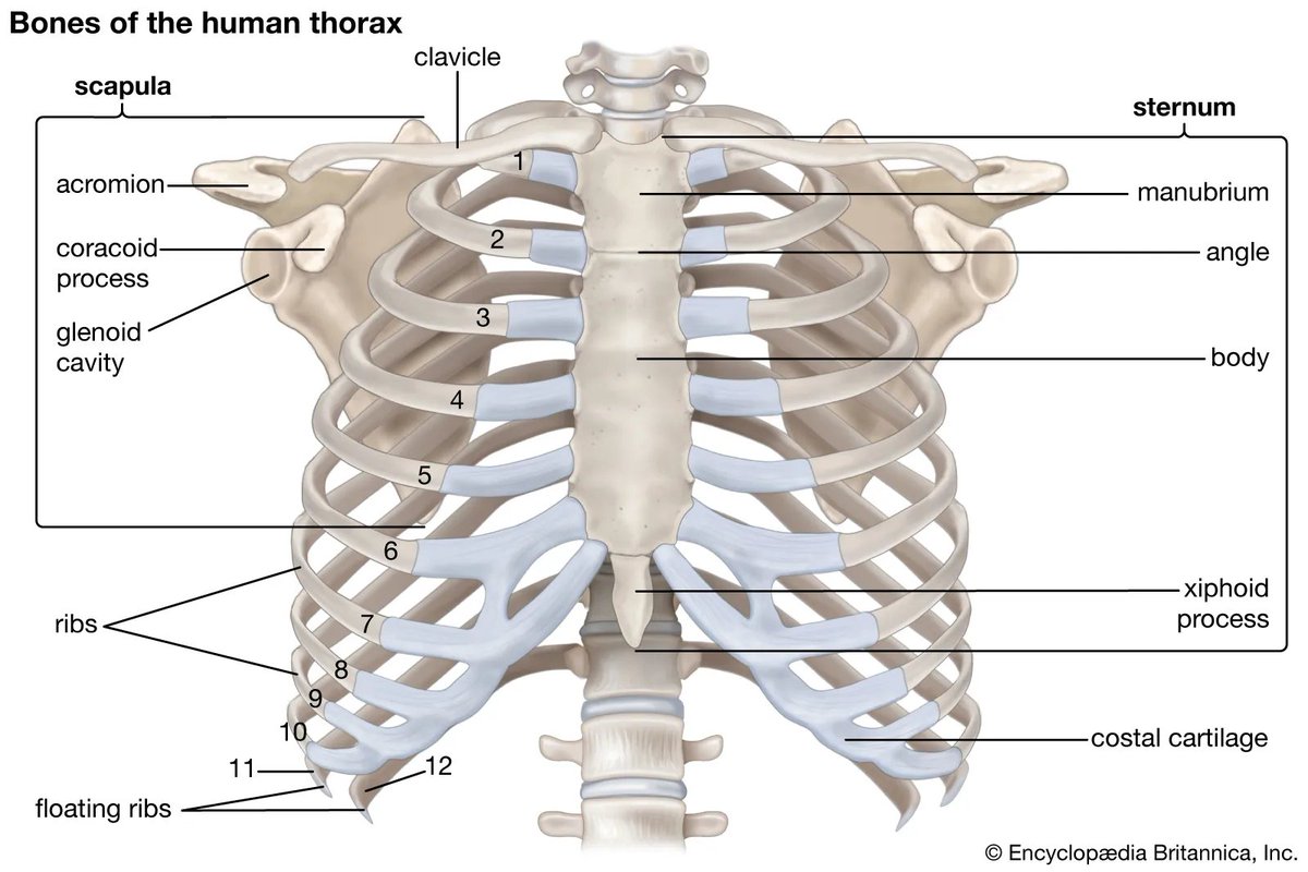 rib cages are actually crazy like, we just have organ armor that flexes ...