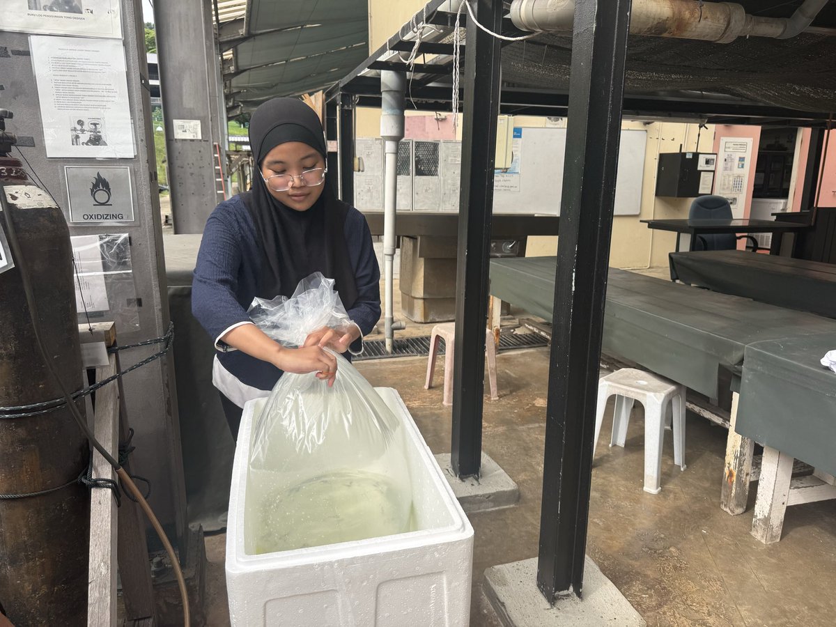 NorfazreenaF's tweet photo. Good morning everyone. I apologize for the late report on yesterday's activities. We welcomed visitors who were participating in the Sustainable Aquaculture Summit. In addition to our routine and maintenance work, the students actively involved in selling fish
@UMSHatcheryTeam https://t.co/fcgC0Ga8JJ
