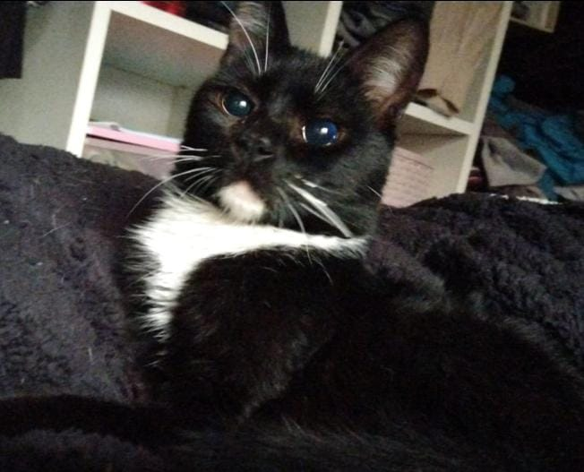 zephyrxnthes's tweet photo. victor josé es un tipazo mimosón y educado que está esperando que alguien se interese por él y lo adopte, pero todos desisten cuando aclaro que es CIEGO y por ende no es posible para él la vida de gato salidor (que en realidad no debería ser para ningún gato) https://t.co/reCstctuqL