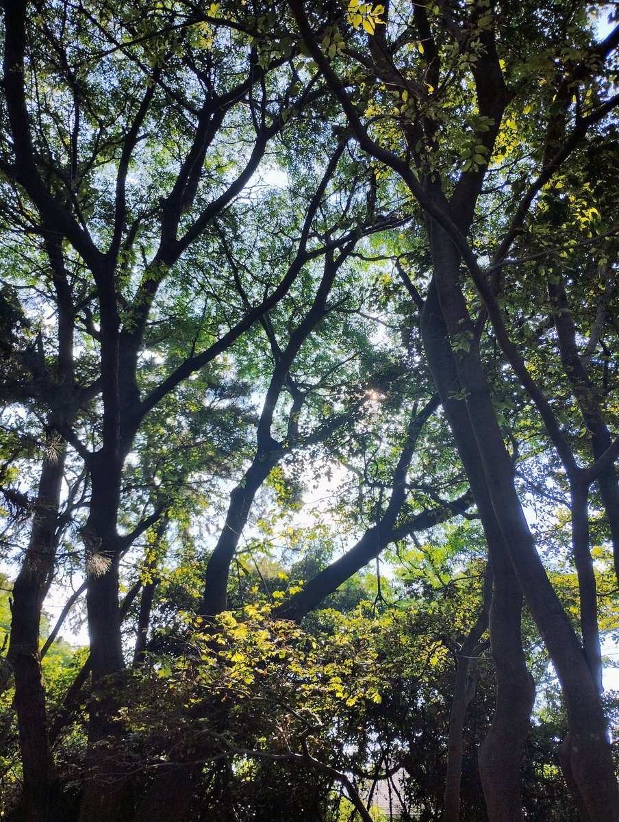 ideguchi_t's tweet photo. ふくま郷づくり・環境景観部会による、福間海岸の松林保全活動に参加しました。
木漏れ日の下、地域の皆さんと植樹した若い松の周りを整える等、地道な作業に汗を流しました。

地域の宝である白砂青松の松林を、次の世代へつないでいけるようこれからも皆さんと一緒に守っていきます。 https://t.co/ouool5tTu7