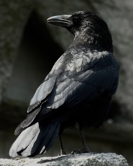 Crow tweet media