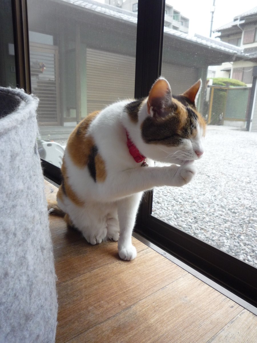 化野　雫 tweet media