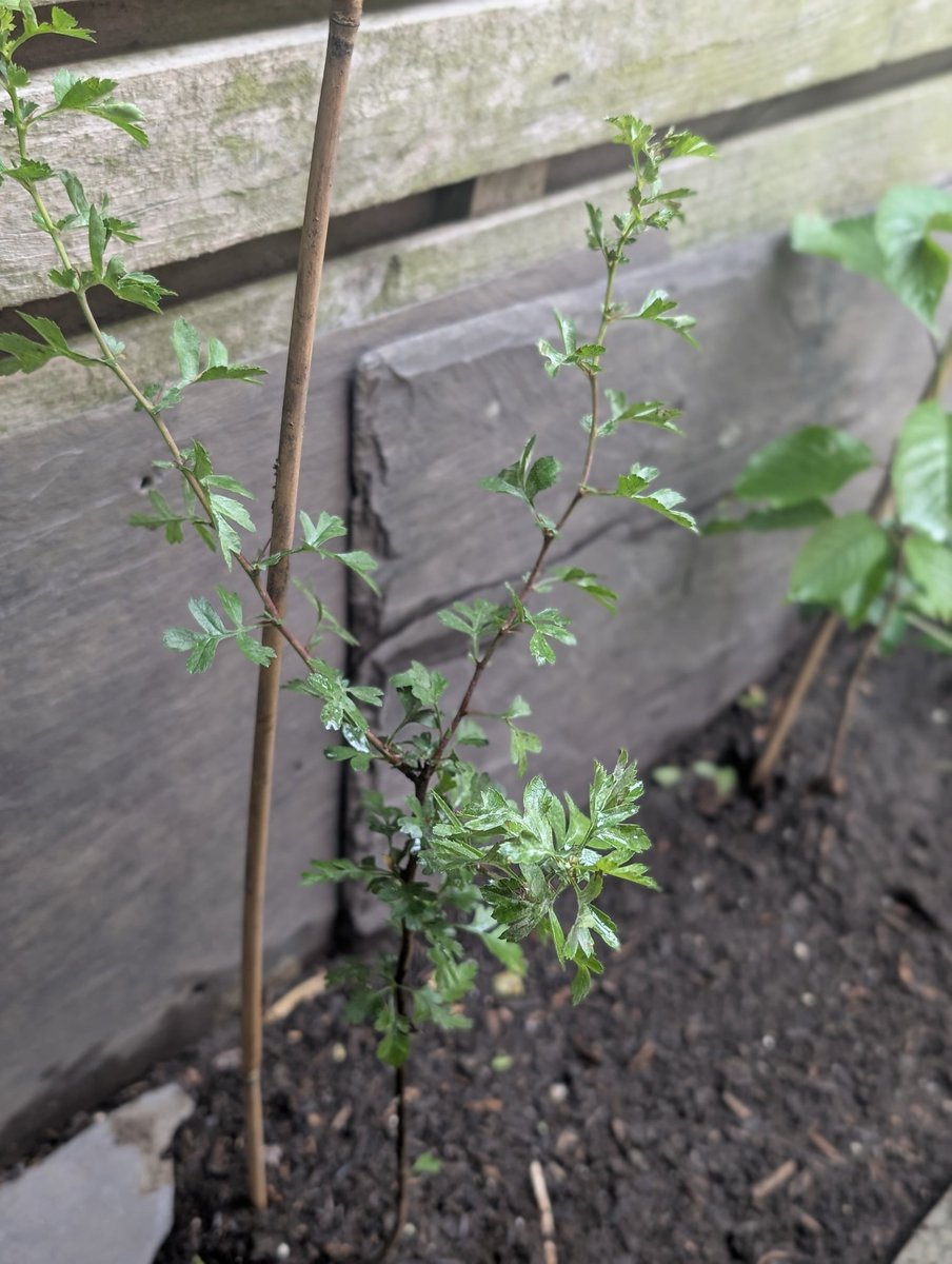bacchusrights's tweet photo. 5 june, new hawthorn saping i planted . a bit worried it wont last bc out of the four saplings i bought 2 were already ailing from some kind of fungal infection when i got them &amp; arent improving any . i rly hope this one survives at least :/ https://t.co/EeLfk3g3xa