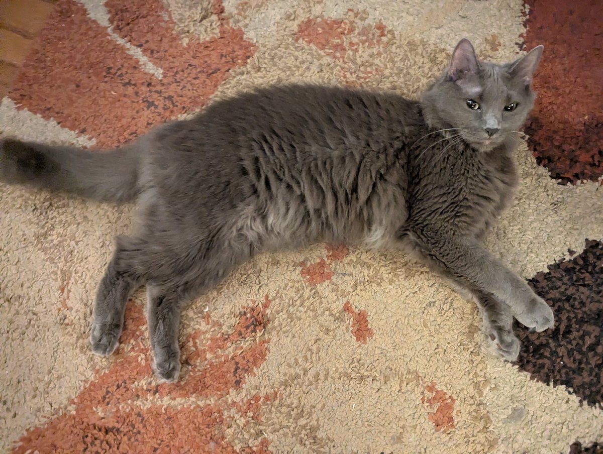 irohthecat tweet picture