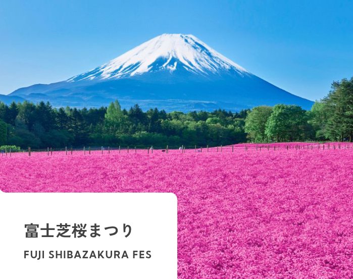 selfapply's tweet photo. 富士芝桜まつり
Mt Fuji and Sakura 💮 https://t.co/0yAhoGCQzi