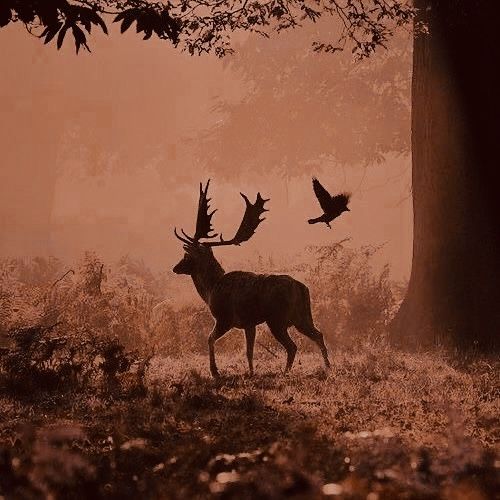 outsidercore1's tweet photo. in the woods, it is calm https://t.co/kcVmn6mNWP