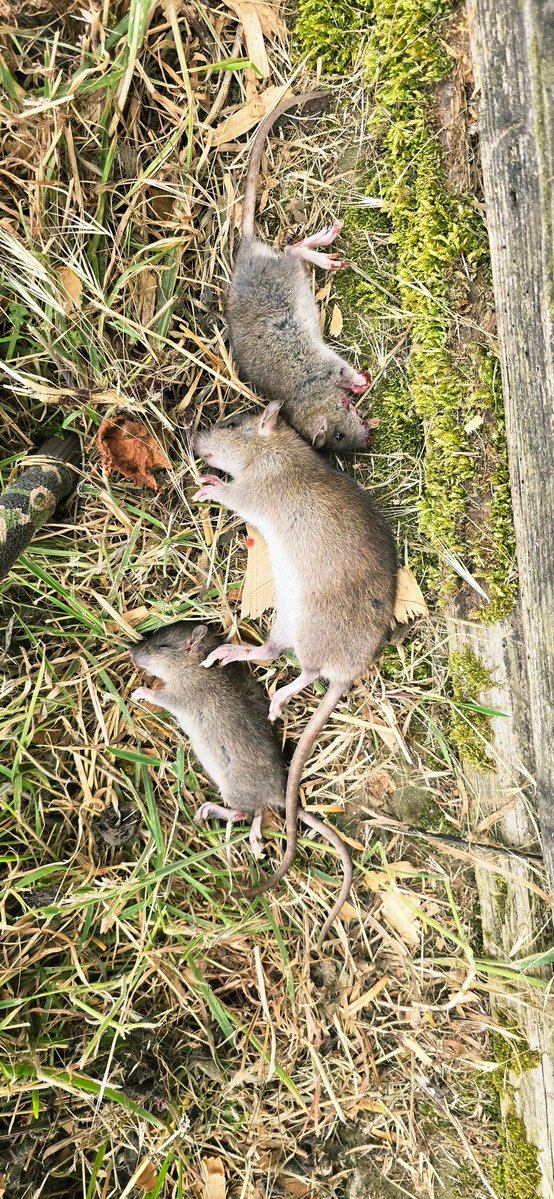 davsurfa's tweet photo. Brococks first outing bagged 5 rats in a couple of hours. 2 I couldn't recover & 3 I could. So quiet even the horses 20 yards away didn't react! Can't wait to go after rabbits with it #airrifle #shooting #brocock #compatto #hikmicro #cheetah #lrf #fxpellets #swiftstumpymod https://t.co/nZsPoSkZxi