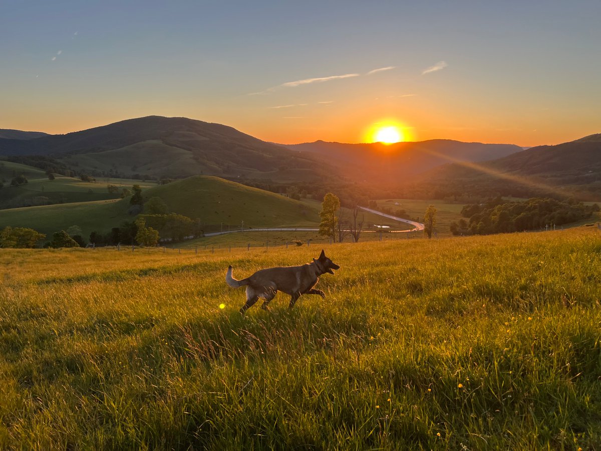 mkhammer's tweet photo. Happy Friday! Here’s my dog living his absolute best life in beautiful West Virginia. https://t.co/sodAvGCkSB