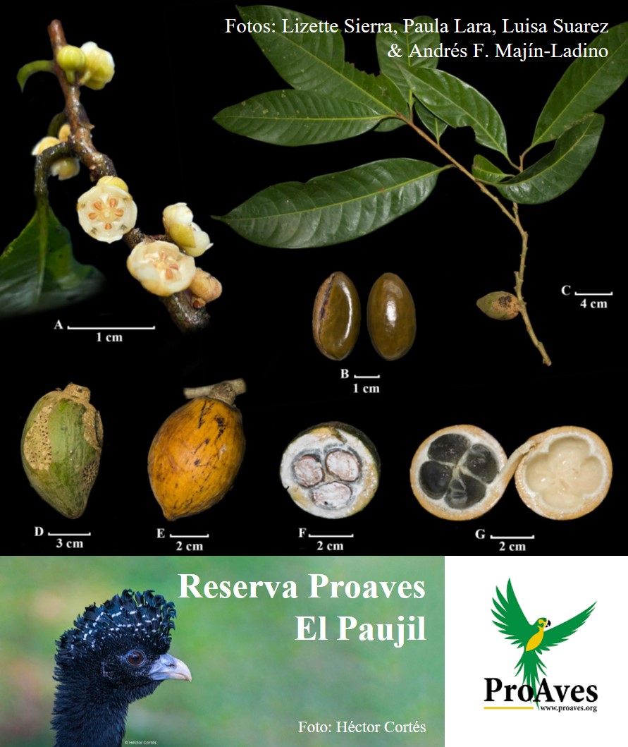 Novatax_Col's tweet photo. #NuevaEspecie #PlantasColombia

Sarcaulus paujilensis: una nueva especie de árbol para la ciencia, encontrada en los bosques del Magdalena Medio (departamento de Boyacá).

Autores: M.A. Jaram. &amp; T. D. Penn. (2026)
Familia: Sapotaceae https://t.co/f3qRz7L56B
