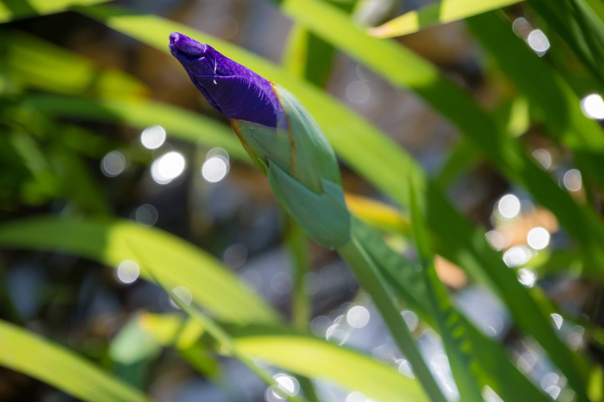 bori_chan's tweet photo. X-T30III
SIGMA 16-300mm
横須賀しょうぶ園 https://t.co/AQlQxM7JtF