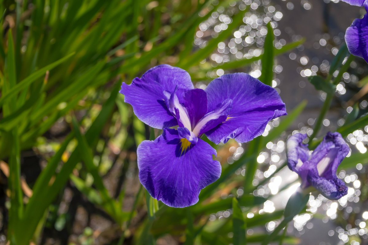 bori_chan's tweet photo. X-T30III
SIGMA 16-300mm
横須賀しょうぶ園 https://t.co/AQlQxM7JtF