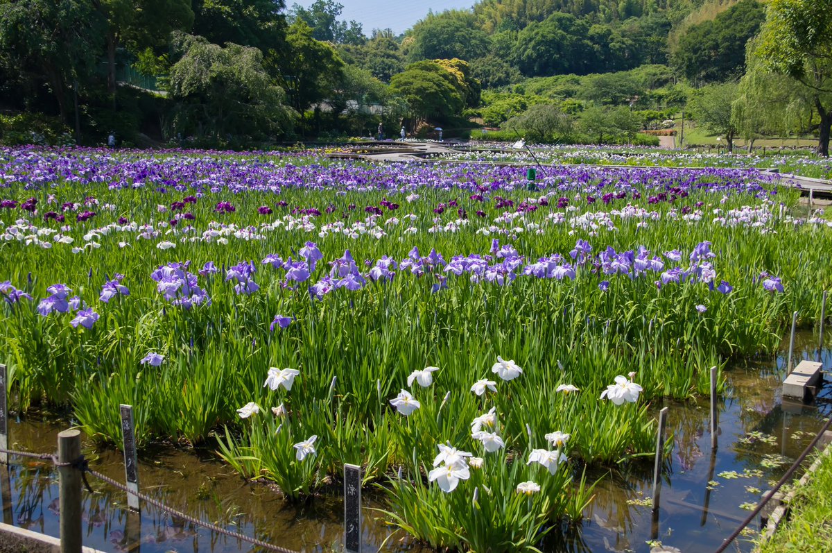 bori_chan's tweet photo. X-T30III
SIGMA 16-300mm
横須賀しょうぶ園 https://t.co/AQlQxM7JtF