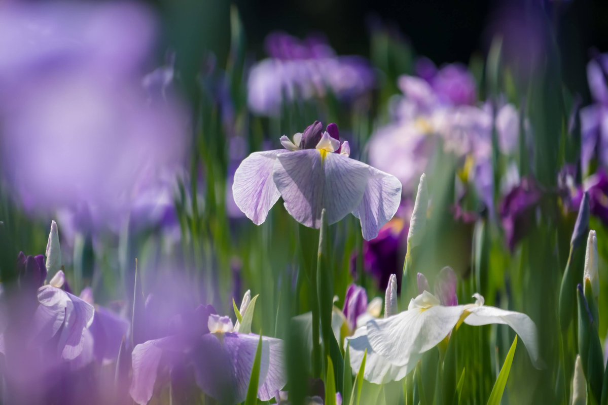 bori_chan's tweet photo. X-T30III
SIGMA 16-300mm
横須賀しょうぶ園 https://t.co/AQlQxM7JtF