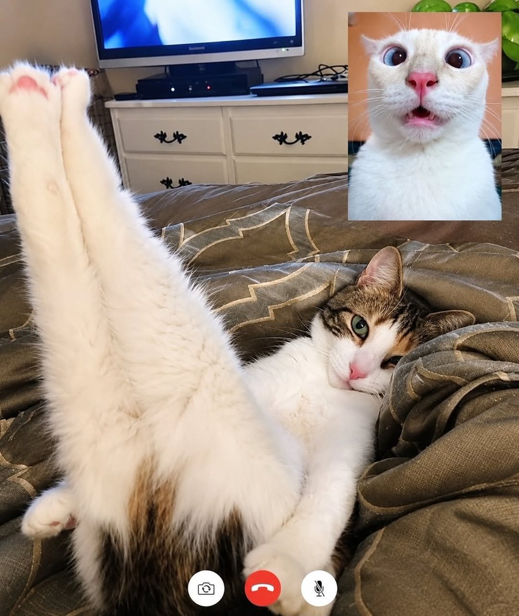 catsworldaura's tweet photo. https://t.co/VgGDx2JLWx