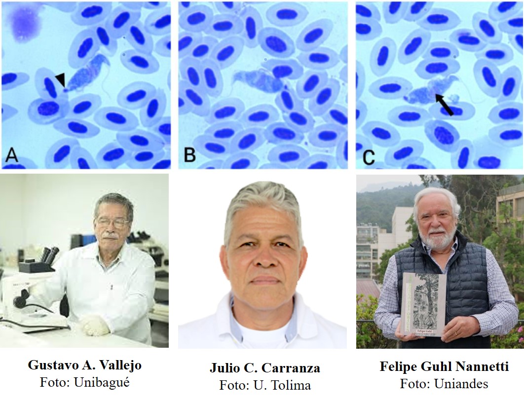 Novatax_Col's tweet photo. #NuevaEspecie #ProtozoosColombia

Trypanosoma spp. nova: tres nuevas especies de protozoos para la ciencia. Trypanosoma vallejoi y T. carranzai parásitos en especies de aves, y Trypanosoma guhli en anfibios, encontradas en los bosques secos del departamento del Tolima. https://t.co/cfaz03YKsO