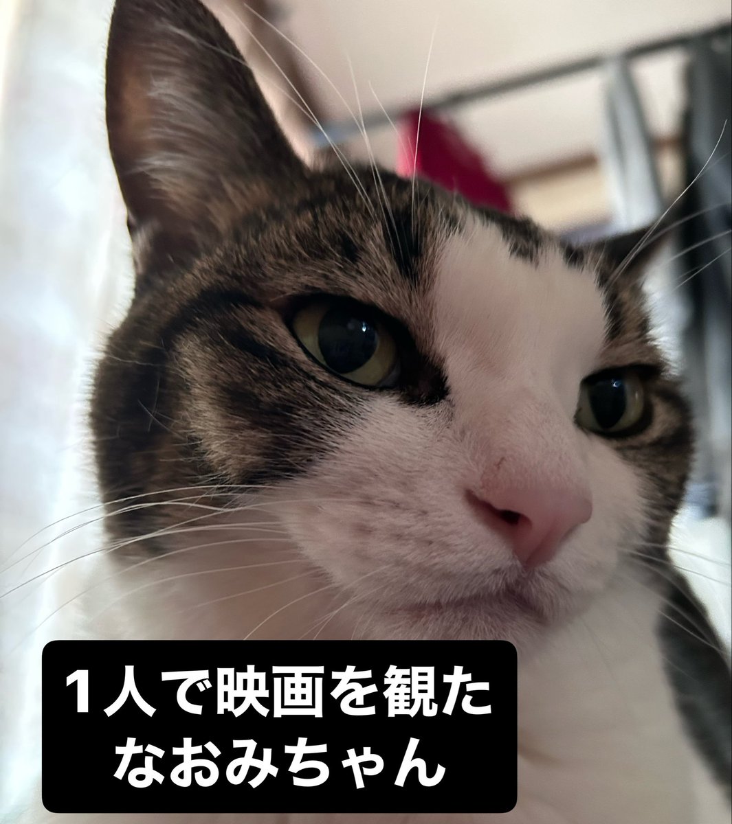 SOBECgallery's tweet photo. おはよう土曜日🌞

猫と一緒に映画を観に出かけた
上映直前に猫が違うのが観たいと言うので二手に別れた
ロビーで落ち合うことにしてそれぞれ鑑賞
終わってみると「猫を1人にするなんてひどい」と大騒ぎになっていた
写真や動画を撮られ虐待飼い主としてSNSに晒され大炎上する
という夢をみるなどした https://t.co/LMgKDSHajr