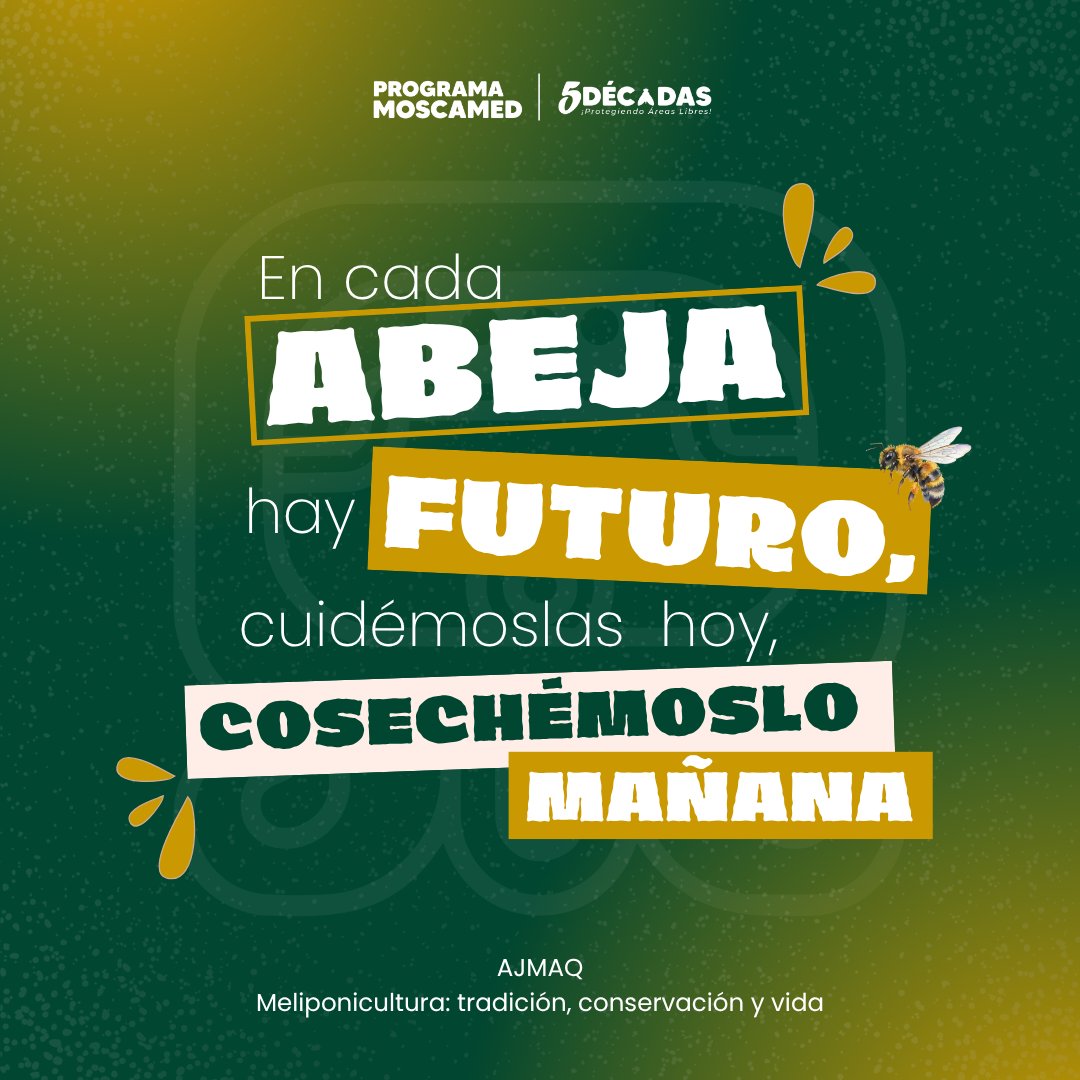 MOSCAMEDGT's tweet photo. Conmemoración del Día de la Meliponicultura🐝
Hoy, día de Ajmaq en el calendario Maya, nos recuerda que la sabiduría está en vivir en armonía con la naturaleza.
Reconocemos la meliponicultura, una práctica ancestral que protege a las abejas meliponas y fortalece la biodiversidad. https://t.co/GGNTh3j74e